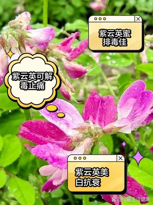 广东罗定:紫云英盛放 “颜值”变“价值”