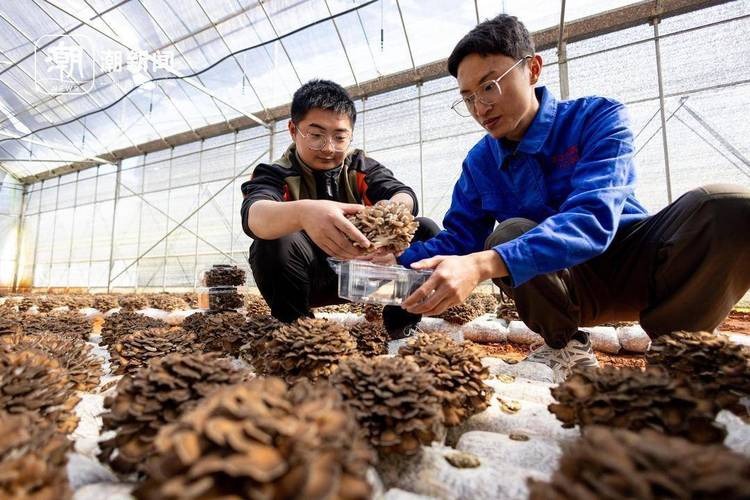 (新春走基层)浙江湖州:节前年花出货忙 带动数千农户致富